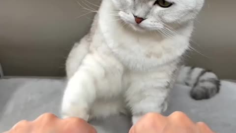 Cat Movie 16