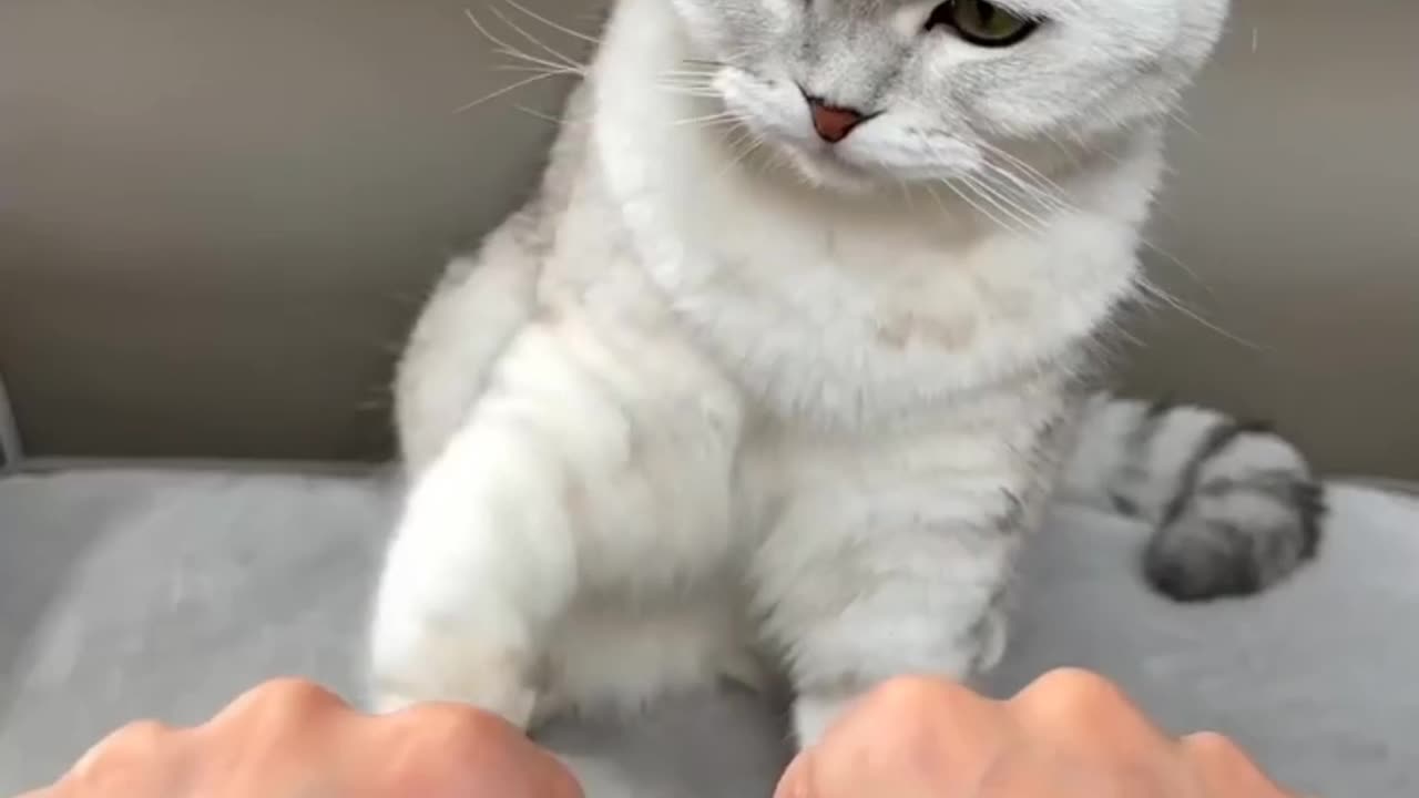 Cat Movie 16