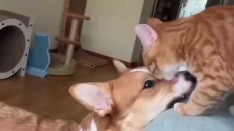 Funny Cats Clips 🤣 Top Cats