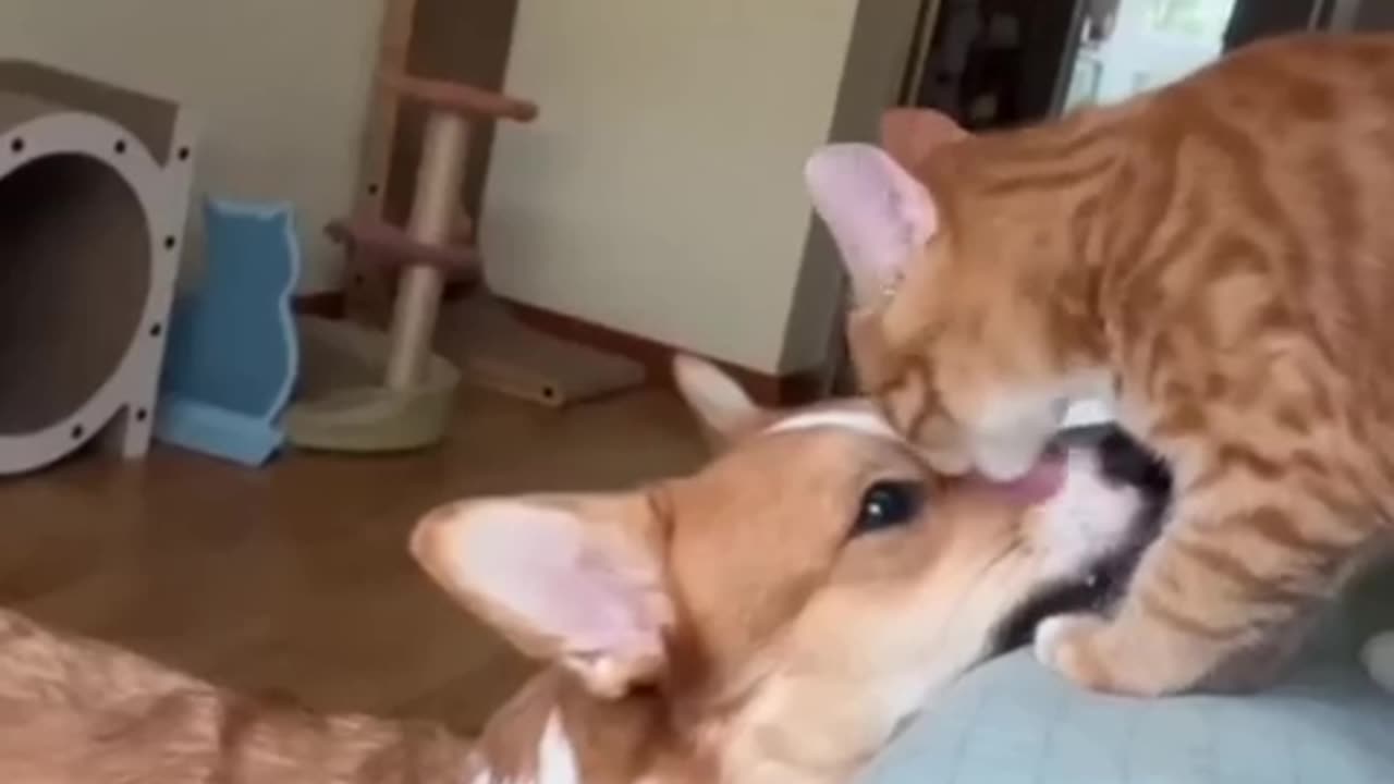 Funny Cats Clips 🤣 Top Cats