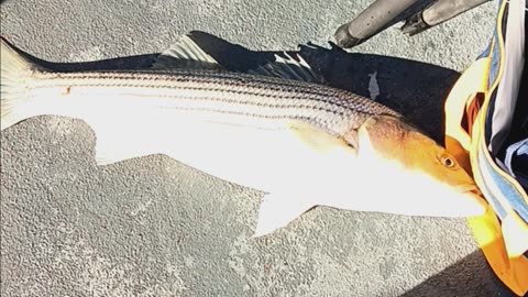 Striped bass