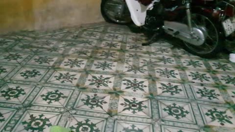 Sharing My Cute Pets Cat and Puppy Dog Funny Moment _ Viral Cat