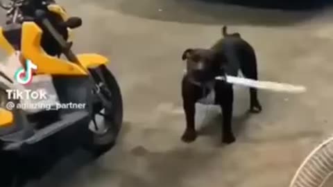 Funny video😂🤣🤣🤣🤣🤣🤣