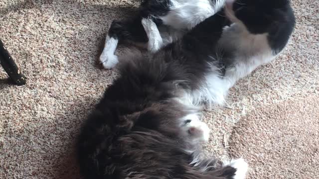 Cat Rumble! Too Cute and Funny!