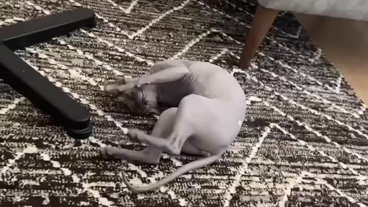 New funny animals videos