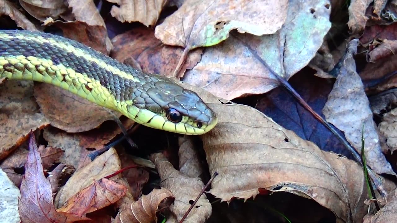 Garter Snake