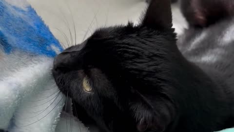 Adopting a Cat from a Shelter Vlog - Cute Precious Piper is Relaxing and Being a Kitten