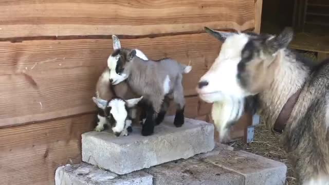 Funny Baby Goats playing together in front of her mother