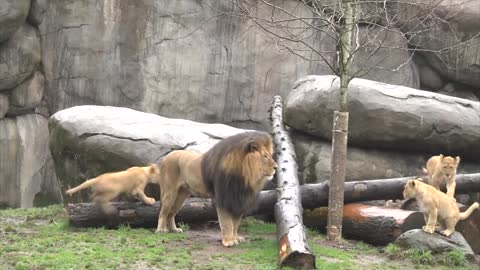 Lion cubs meet dad