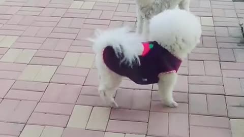 Look at my dream dance steps!