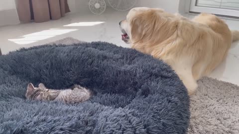 Golden Retriever Shocked by a Kitten occupying his bed!