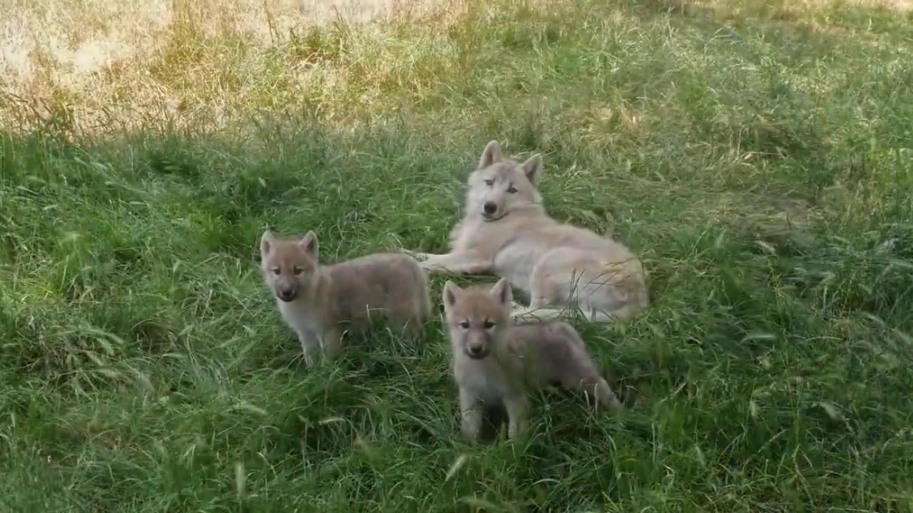 The Irresistible Charm of Baby Wild Animals