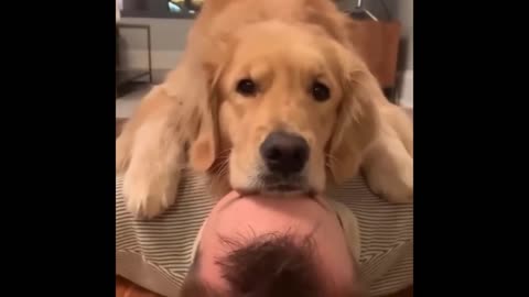 Cute Dogs and Cats