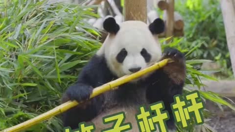 Worry about big baby # national treasure Panda