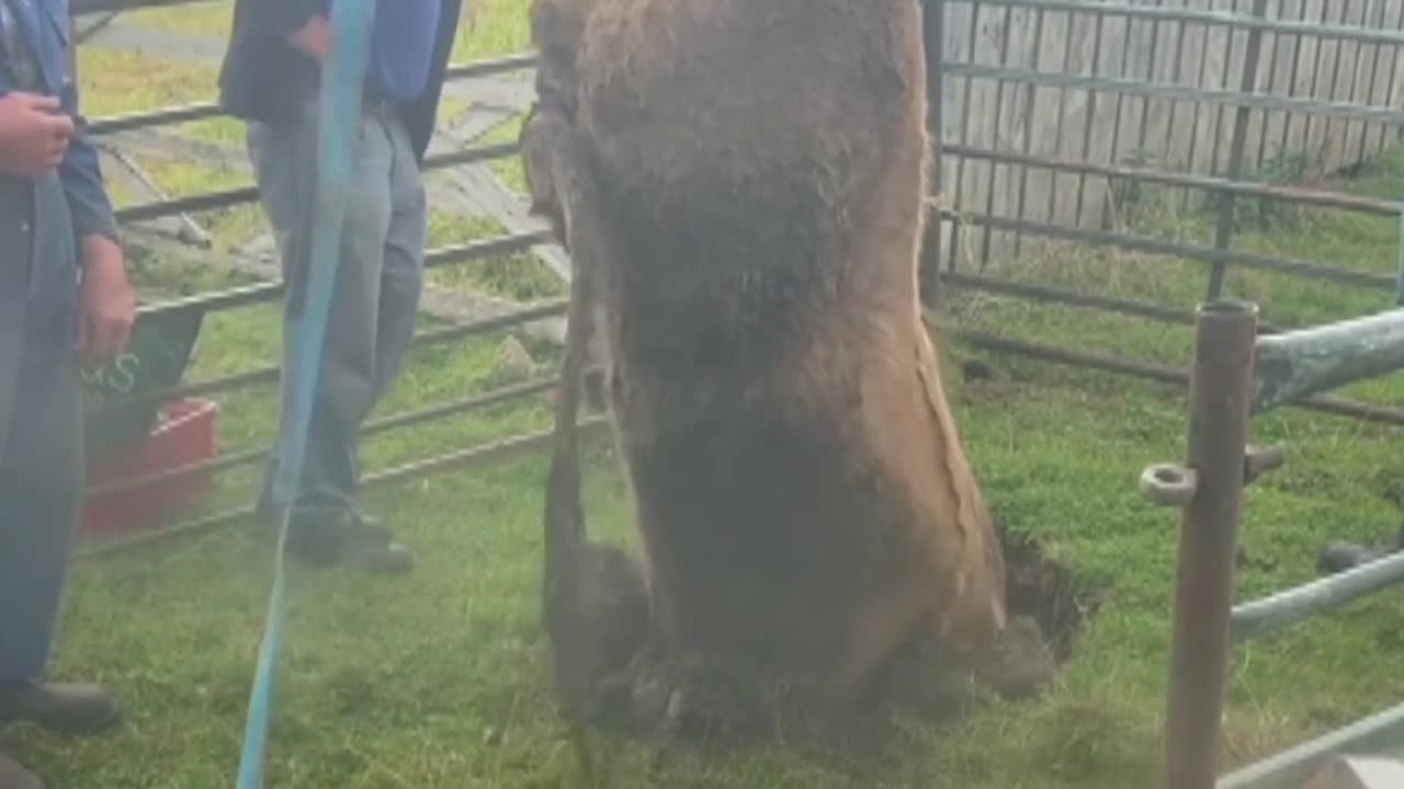 Bullock in a hole lot of trouble after sinkhole incident