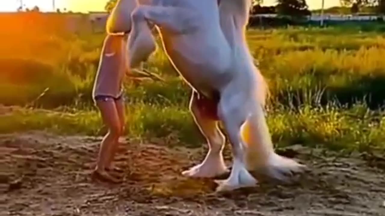 Beautiful horse