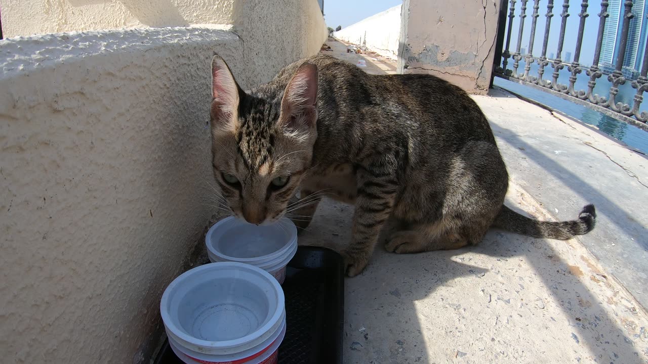 MICHAEL JACKSON - Homeless cat in Ras Al Khaimah, UAE #cat #cats #MichaelJackson #emirates #ae #UAE