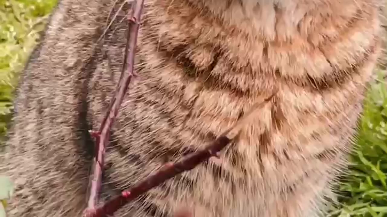 Detective cat