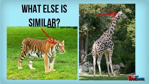 Animal Similarities And Differences