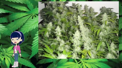 Banana Thai – Riot Seeds