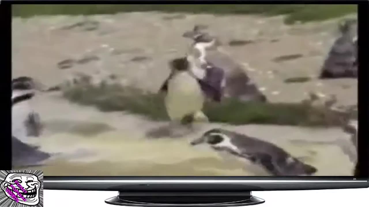 Penguin funny video