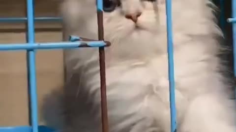 baby cat happy cute live together