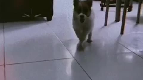 I Love Dog