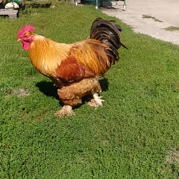 Tristan the rooster crows ;-)