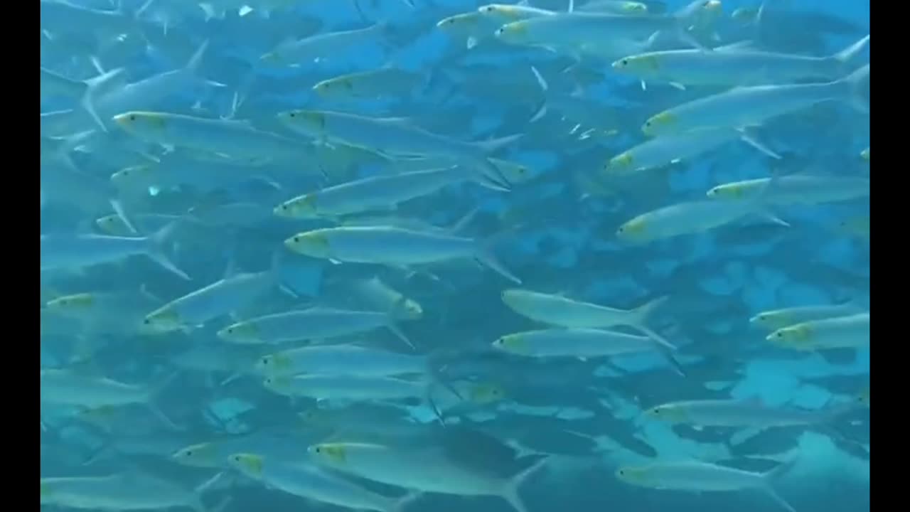 diving in a shoal