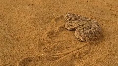Horned desert viper attack