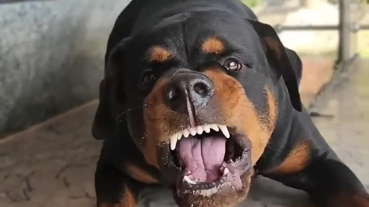Dog video