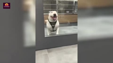 Funny Dogs Reactions 2023