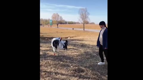 Funny Fails of The Year Compilation ll