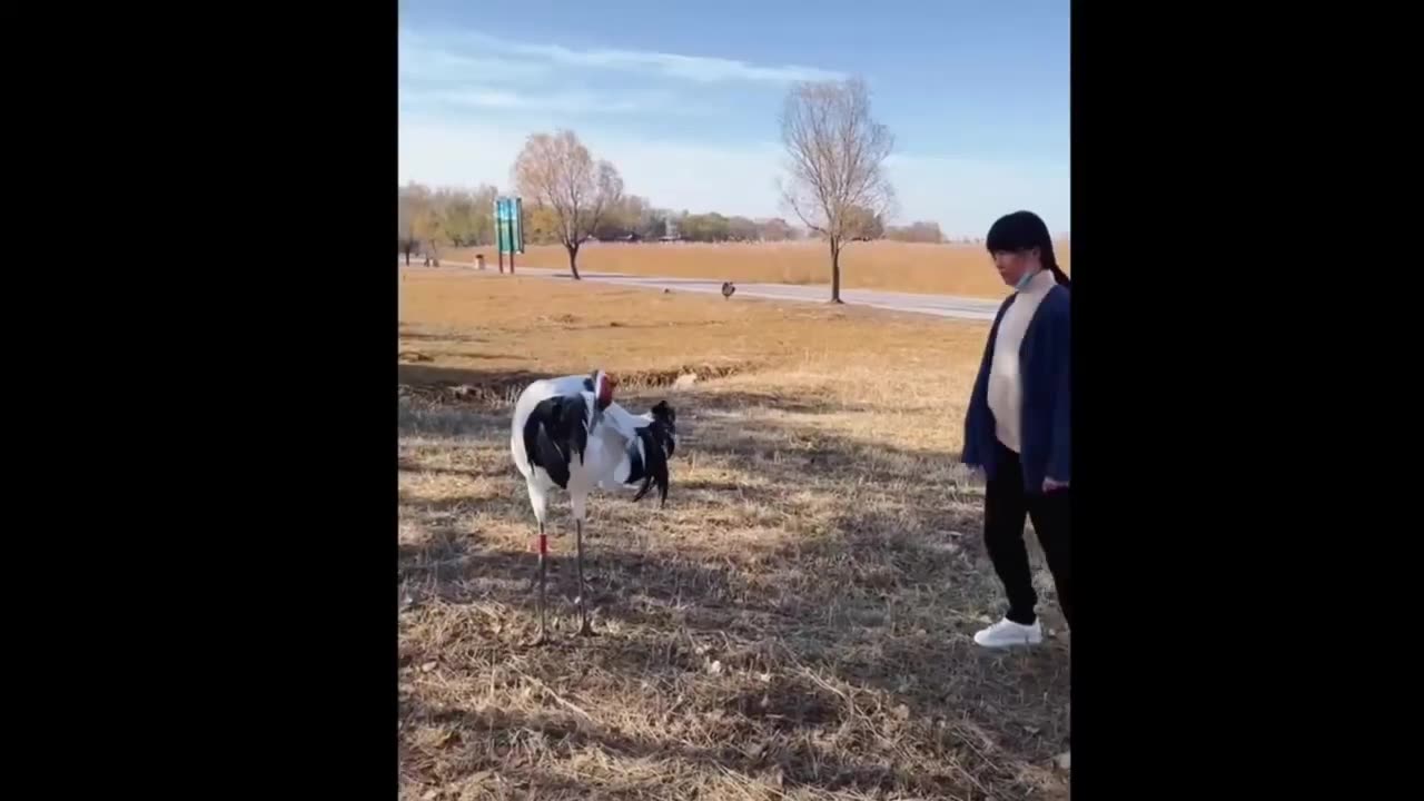 Funny Fails of The Year Compilation ll