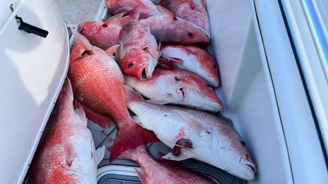 @JobSite_Yellowfin puttin in a 12 hour shift in the gulf of america