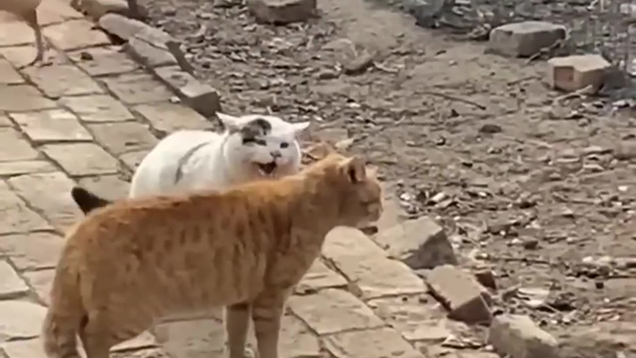 funny videos cats