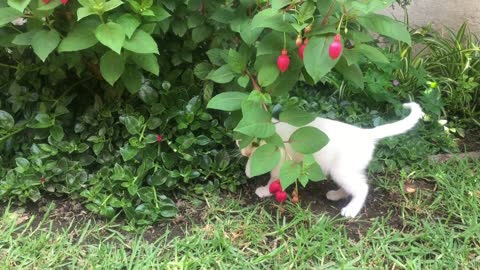 Un chat peu ambitieux