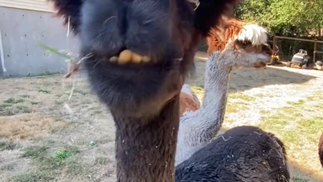 Chat With Articulate Alpaca