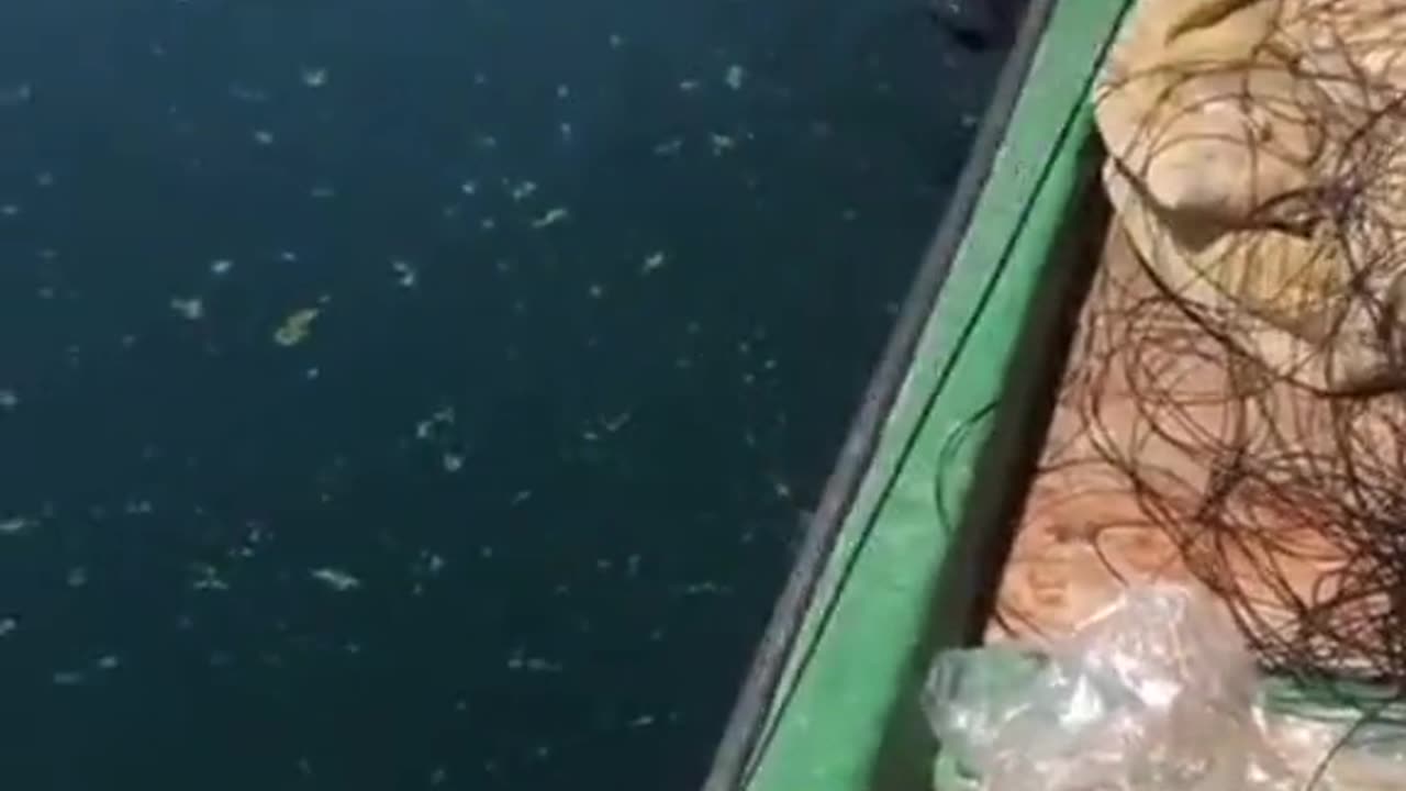 Fish caught