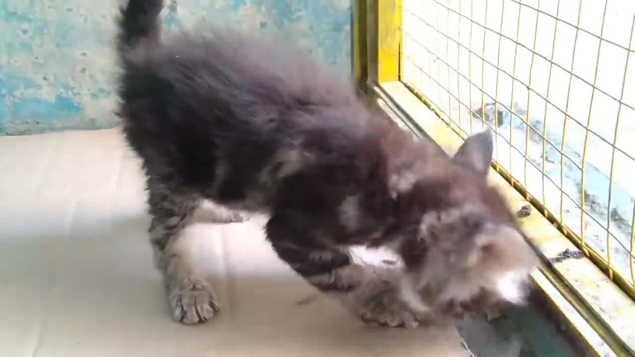 Mother Cat Has Adopted Orphan Kitten Now Kitten Is Beating Her Kittens