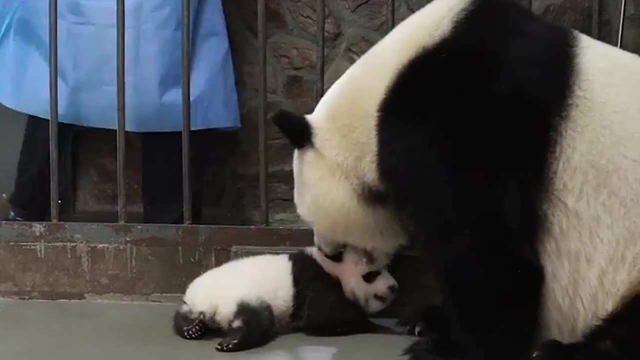 Clips Of Panda Baby And Mom In Every Step Of The Childhood