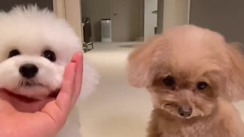 아라 최애 영상🐩