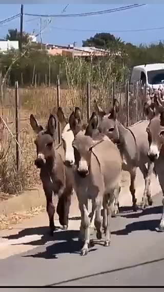 Eleitores do ladrão se preparando para o 7 de setembro.