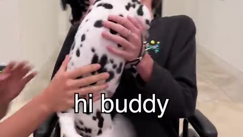 Dalmatian puppy