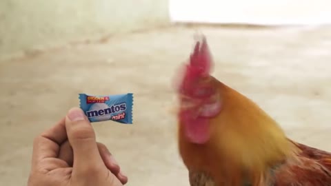 New Mentos Ad - Angry Chicken l All Ads