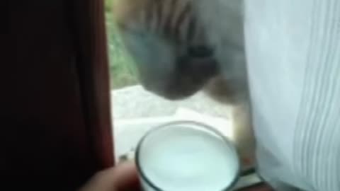 Cute Cat Gif