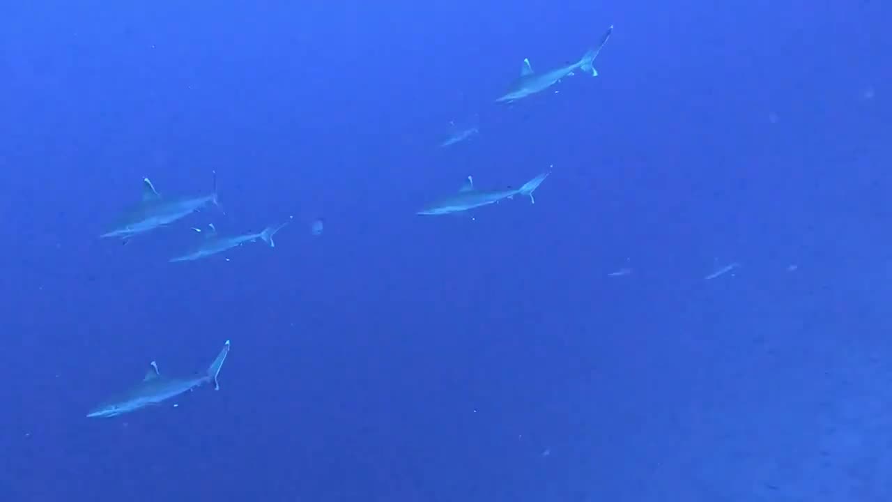 Crazy silvertip sharks storm on North Fakarava