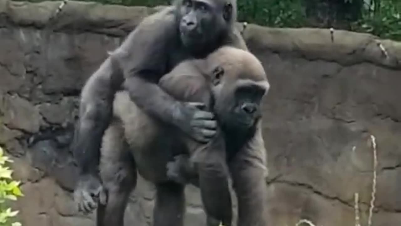 Tender moment between #gorilla siblings