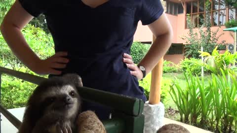 Baby Sloth learns to climb