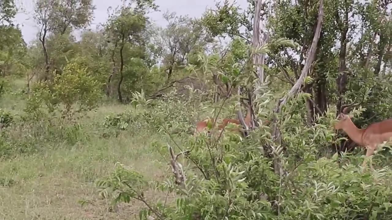 Impala rams fighting animal